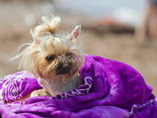 A small Yorkshire Terrier wrapped in a towel.