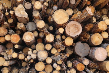 wooden house, pine logs, texture