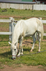 Naklejka na ściany i meble Beautiful white horse grazing in the meadow in summer