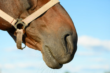 The face of the bay horse is against the blue sky, close up.