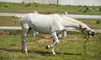 Obraz premium Beautiful white horse grazing in the meadow in summer