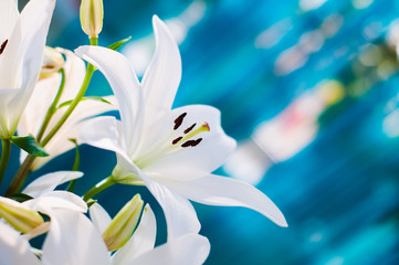 Backgound. Flower. Blooming white lilies on blue background. 