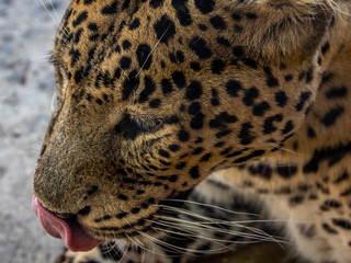 Fototapeta na wymiar leopard close up 