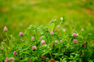 Clover meadow, macro, after the rain with drops of water. Latin name 
