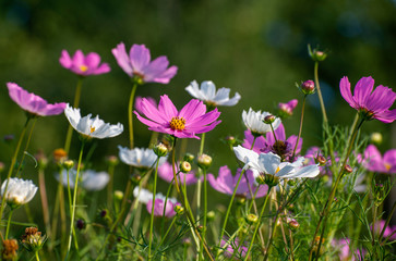 Obraz na płótnie Canvas A Many beautiful pink and a white daisies