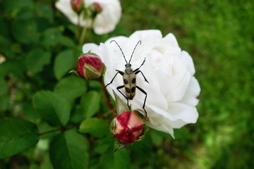 Longhorn beetle on white rose