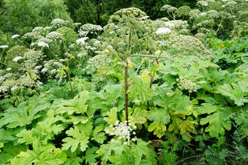 Sosnowsky's hogweed Heracleum sosnowskyi rampant dangerous invasive plant