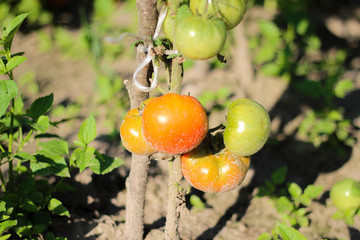 red tomatoes on the brunch in the vegetable garden