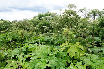 Sosnowsky's hogweed Heracleum sosnowskyi rampant dangerous invasive plant
