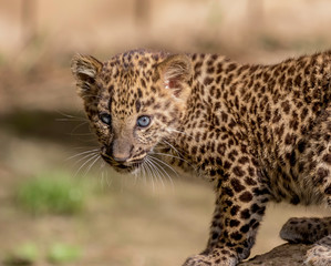 leopard cub profile 