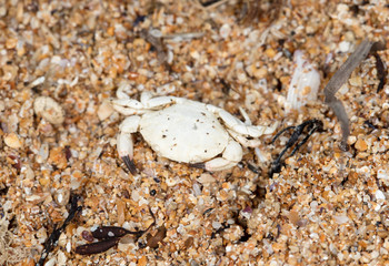crab skeleton