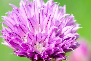Flowering red clover. close-up shot during the summer