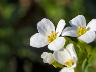 Fototapeta na wymiar Arabis caucasica small garden white flowers