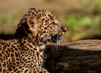 leopard cub profile 