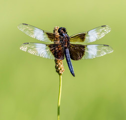 widow skimmer dragonfly on tall grass
