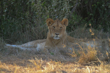 Young male lion, panthera leo, lying on ground, facing forward, in shade with green bush behind, surrounded by pride. Masai Mara National Reserve, Kenya, East Africa. Safari travel destination.