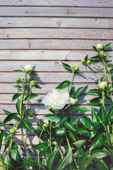 White peonies in the garden on a summer day on a wooden background. Blooming pink peony. Beautiful  flowers. Vertical