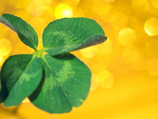 Fresh green lucky four leaf clover