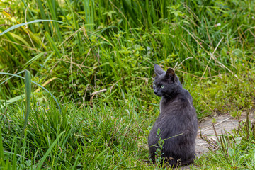 Naklejka na ściany i meble grey cat with watchful eye in the green grass