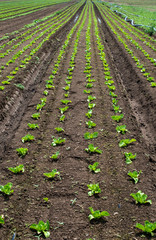 Fototapeta na wymiar Lettuce farm on sunlight.