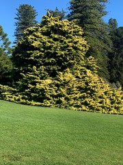 trees in the park