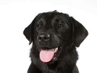 Black labrador dog portrait. Image taken in a studio with white background. Copy space, isolated on...