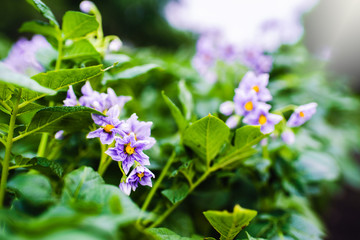 Potato leaves and flowers in summer day. 