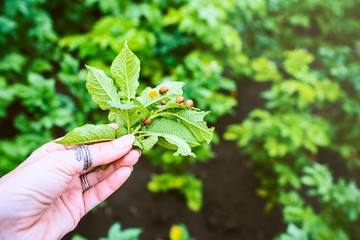 The larvae of the Colorado potato beetle on the leaves of potatoes in the hands against the background of the beds. Garden pest. 