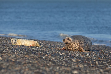 grey seal, halichoerus grypus, Helgoland, Dune island