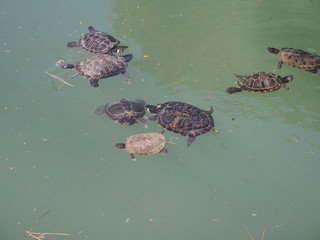 Parco Giardino Sigurt&agrave; - Traumpark in Valeggio sul Mincio - Wasserschildkr&ouml;ten