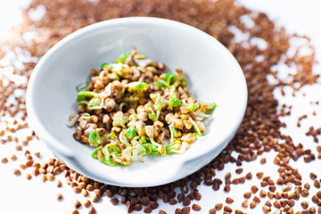 Germinated green buckwheat in a white bowl and croup on a white background. Vegetarianism. Vitamins. Fagopyrum