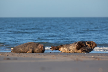 grey seal, halichoerus grypus, Helgoland, Dune island