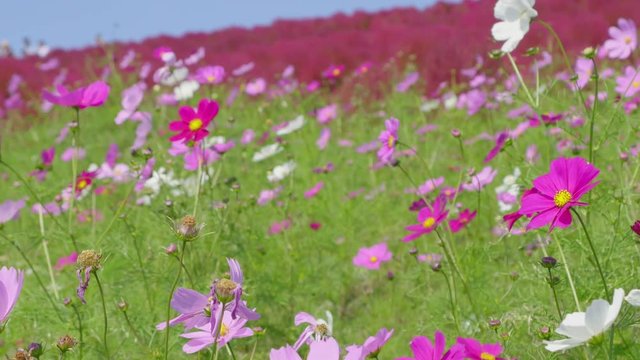Dolly shot of cosmos flowers