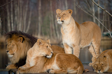 Beautiful lions watching intently
