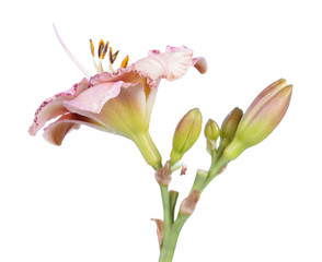 Daylily (Hemerocallis) flower close-up isolated on white background. Cultivar with pink flower