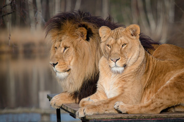 Two heads of lions