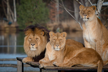 Three lions, two lionesses and one lion