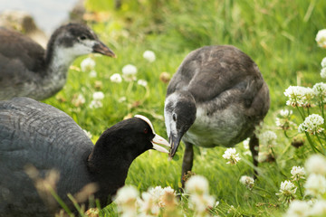 Coot with chicks