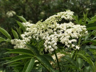 White flower