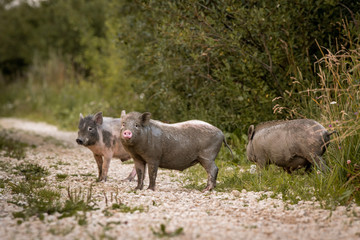 pigs run on the road