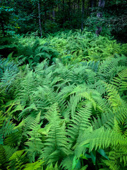 Beauty of Ferns