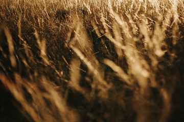 wind is browsing through grassland in the evening sun