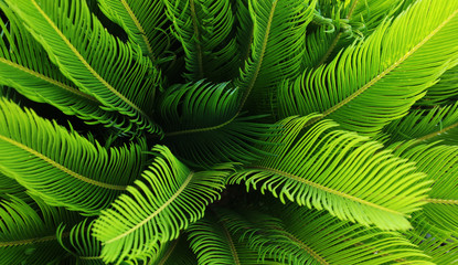 Naklejka na ściany i meble beautiful natural plant with bright green colours.