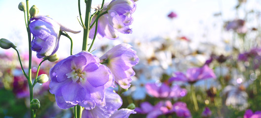 Sommer Blumen Wiese - Hintergrund Panorama Blumenwiese