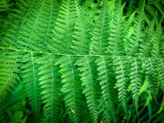 Fototapeta na wymiar Beauty of Ferns