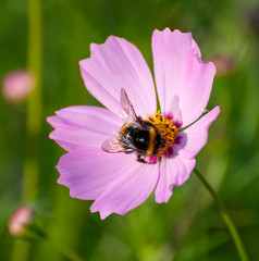 Bumblebee on a pink daisy flower on nature