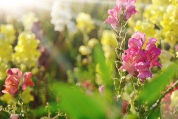 Sommer Blumen Wiese - Grußkarte Blumenwiese