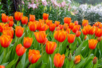 Beautiful flowers in the garden suitable for save environment poster and valentines day background wallpaper.