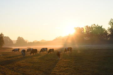 Kühe auf der Weide an einem Morgen im Herbst.  © Karin Jähne