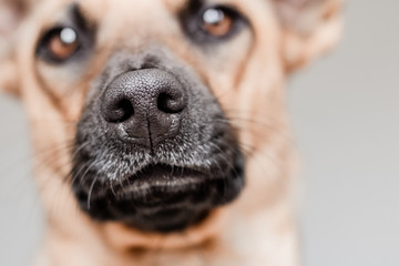 Indoor photograph of cute dog in bedroom, close up of nose
